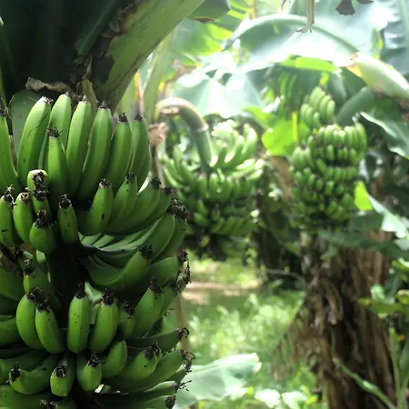 Tranquilo E Acolhedor * Понта-Делгада