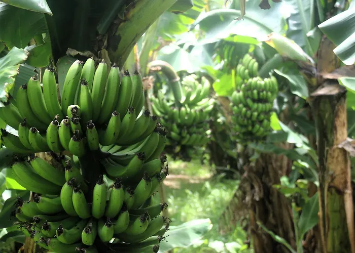 Tranquilo E Acolhedor * Ponta Delgada (Sao Miguel)